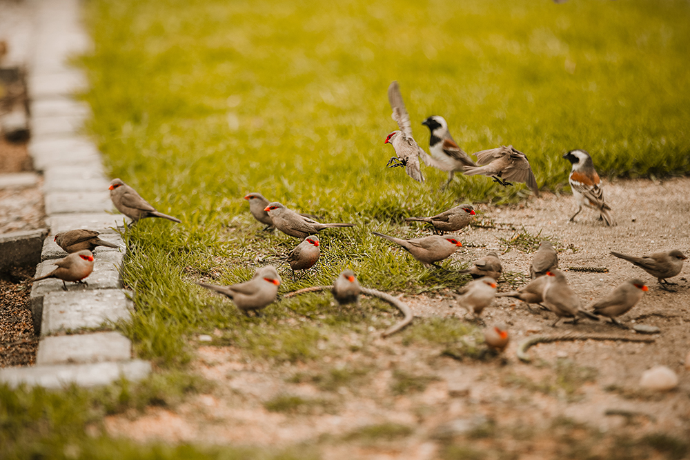 Small birds in the guesthouse garden