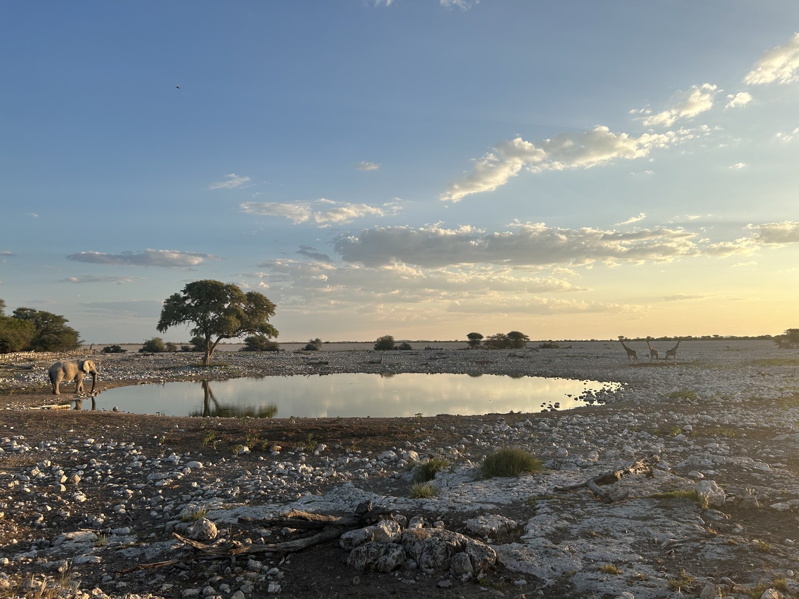 Okaukuejo waterhole in Etosha. Source calls it dawn but EXIF is 18:42; omit time-of-day claim.