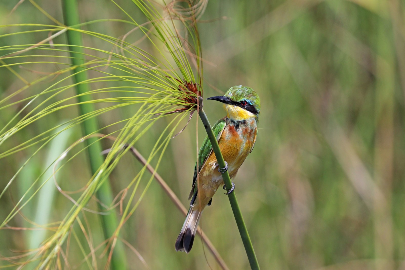 Little bee-eater along the Linyanti River in Namibia, photographed in March 2018.