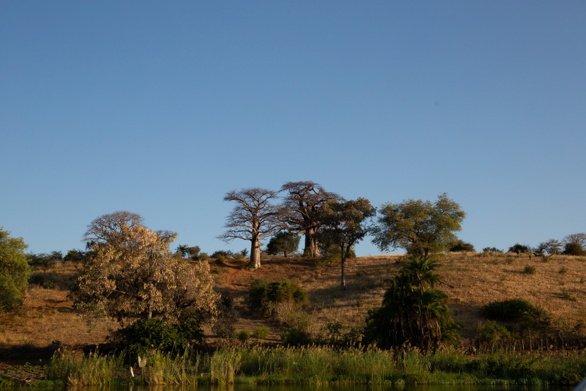 Open landscape with trees