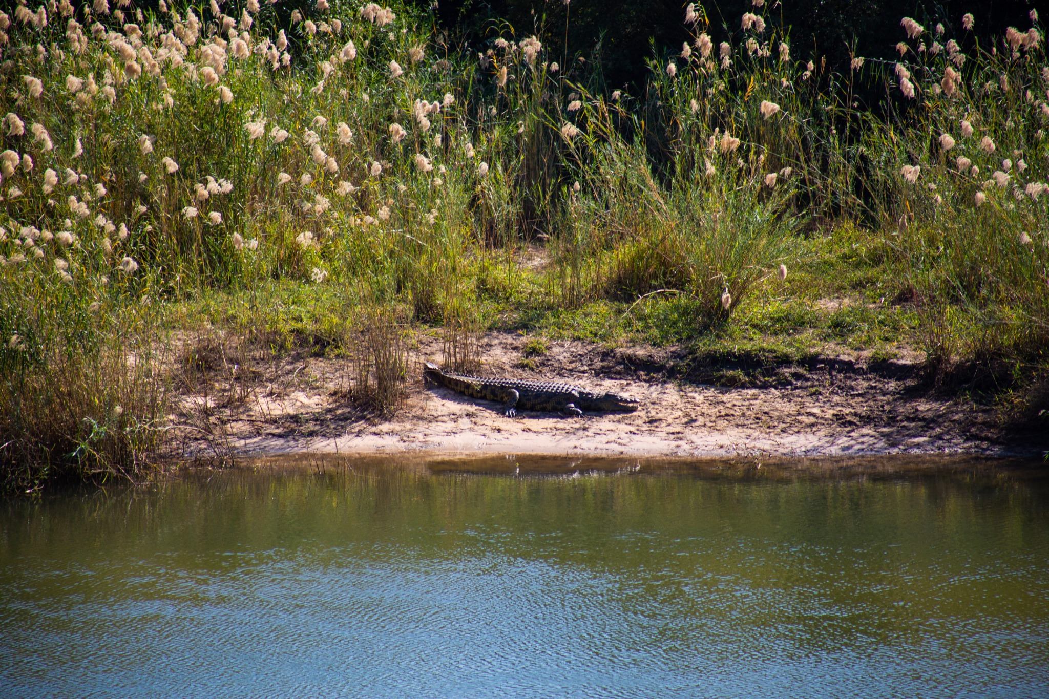 Crocodile resting on the far riverbank